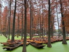 -渌洋湖湿地公园
