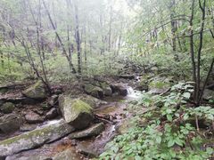 -内乡宝天曼生态旅游区