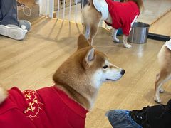 -南京Hallo宠物乐园·哈罗犬舍·柴犬繁育基地