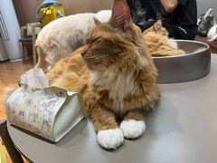 -MOCHA明星猫咖(田子坊店)