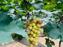 -马陆小张葡萄园农家乐