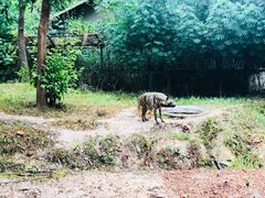 -清迈夜间动物园