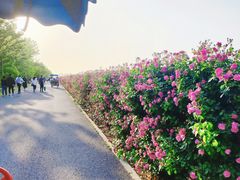 -上海滨江森林公园