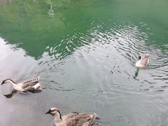 -靖西鹅泉风景区