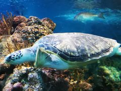 -上海海洋水族馆