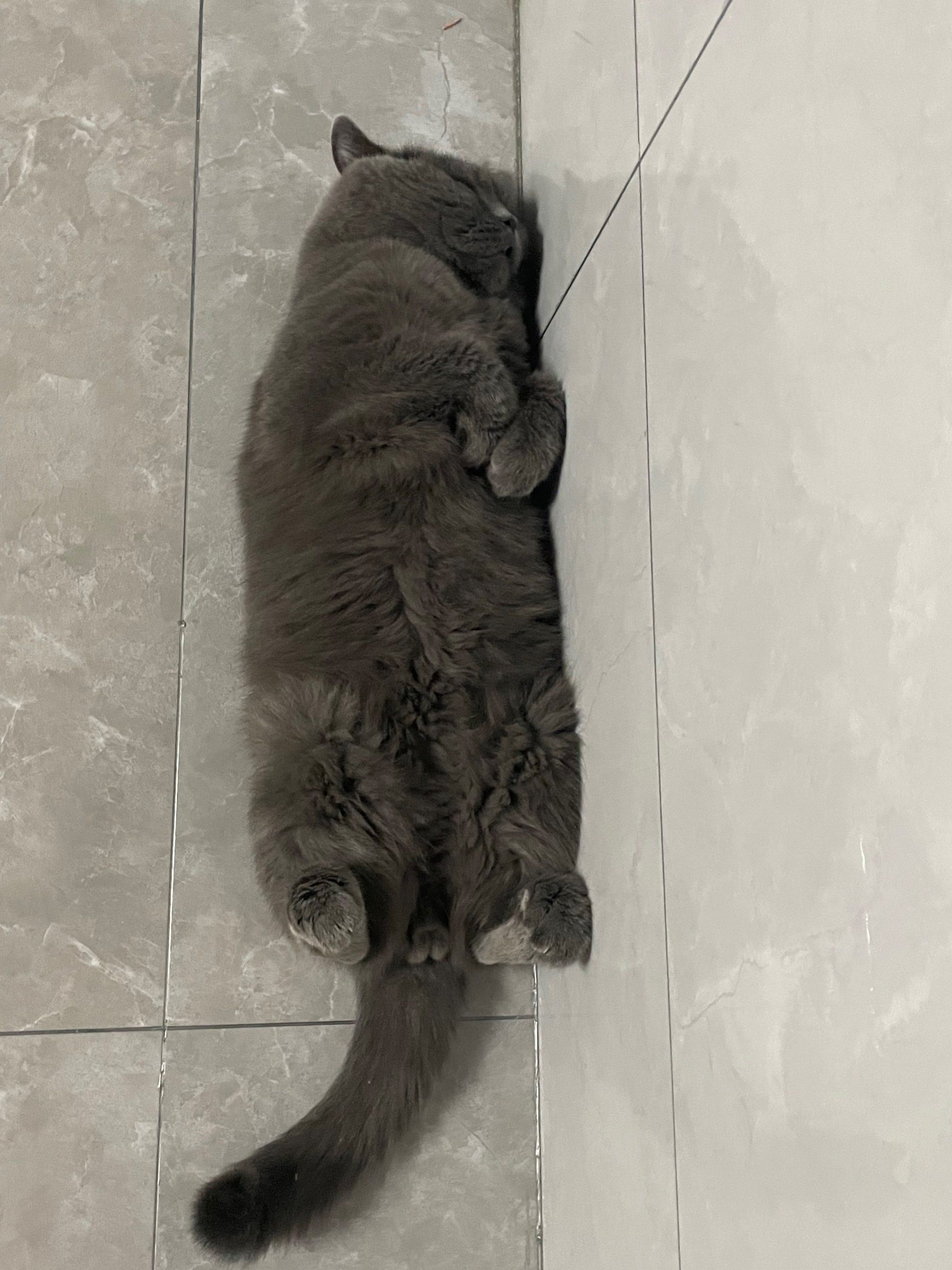 小猫咪你好
这边麻烦你醒醒起来重睡
这里不是猫猫停车场喔
在