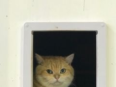 -Heymao猫咖.咖啡厅(东门店)