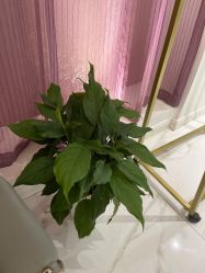 -武汉颜范薇美医疗美容门诊部