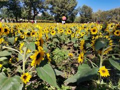 -长白岛森林公园