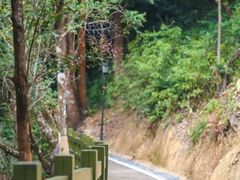 -广州市流溪河国家森林公园