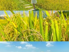 -光明小镇欢乐田园