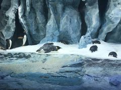 -帝企鹅自助餐厅•儿童岛•真企鹅(长隆企鹅酒店)