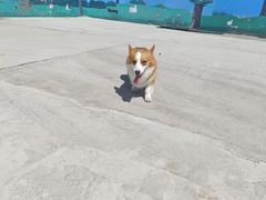 -宠物寄养训练学校
