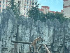 -上海野生动物园