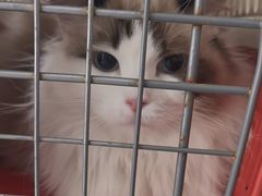 -中农国际动物医院24小时·猫科·骨科·急重症中心