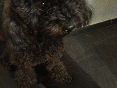 -百好乐宠物友好餐厅(朝外大街店)