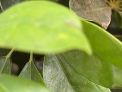 -合肥滨湖国家森林公园