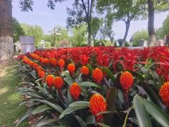 -上海鲜花港
