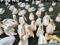 -广州长隆飞鸟乐园