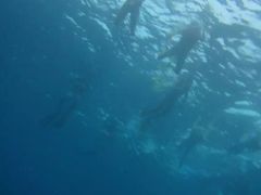 -中央格兰德岛温泉度假酒店 - 全包