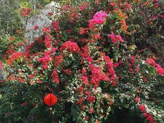 -广州神农草堂中医药博物馆