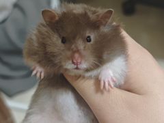 -扶摇树下·椒麻鲜活虾(石家庄勒泰广场店)