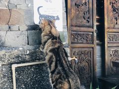 -喵屿·大理花园猫咖