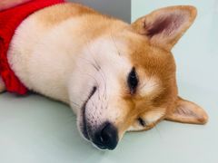 -怪兽屋·羊驼·猫咖·狗咖(俊华广场店)