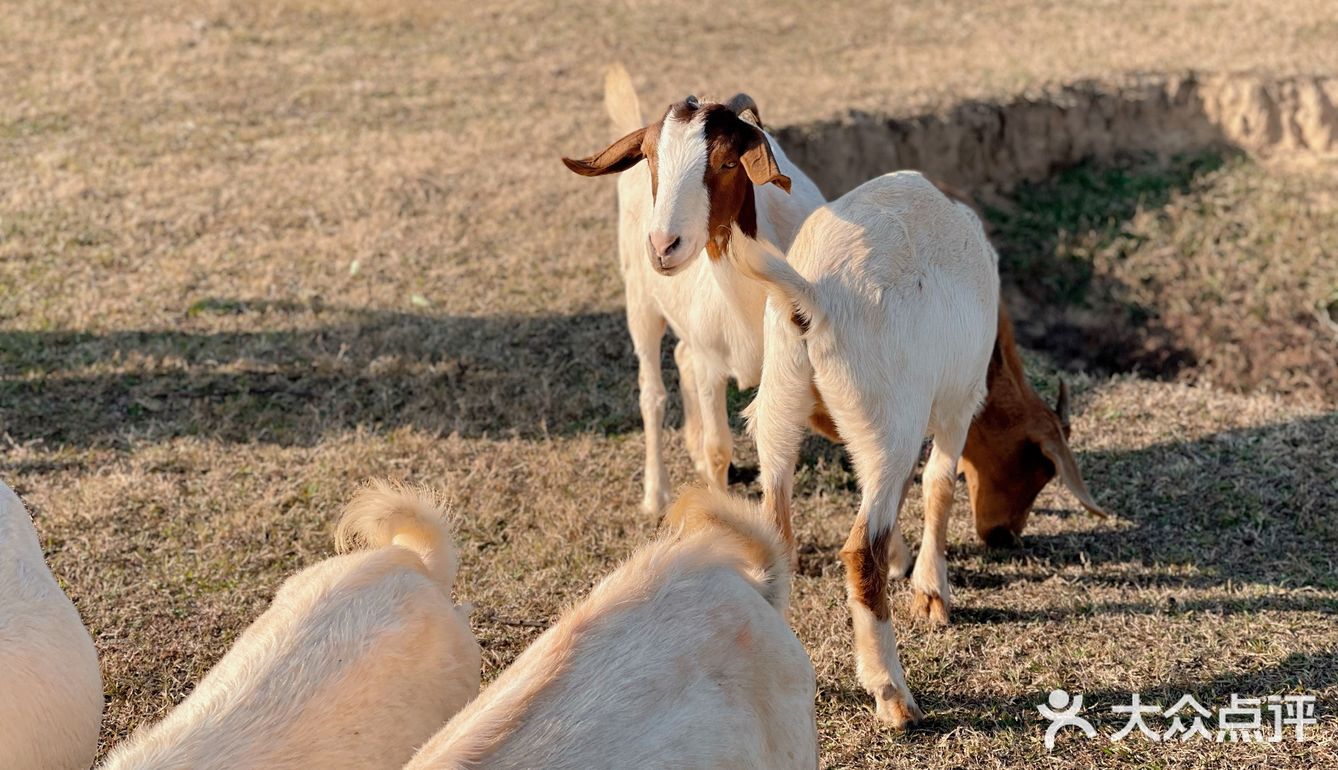 南昌拍照📸打卡 | 江滩上的羊咩咩🐏