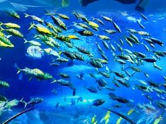 -太平洋海底世界