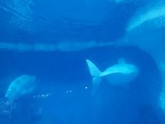 -海合安武汉极地海洋公园