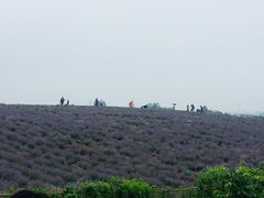 -大塘金香草谷