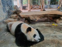 -海南热带野生动植物园