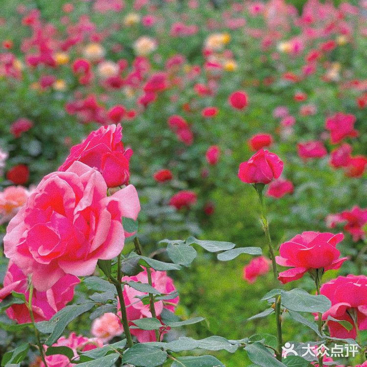 碧沙岗真的是老郑州人的回忆了 小时候最常来的公园就是