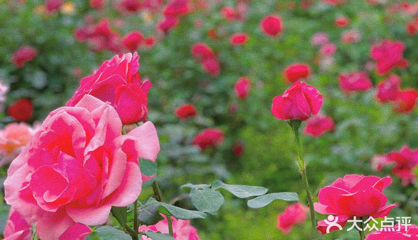 碧沙岗真的是老郑州人的回忆了 小时候最常来的公园就是