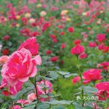 碧沙岗真的是老郑州人的回忆了 小时候最常来的公园就是