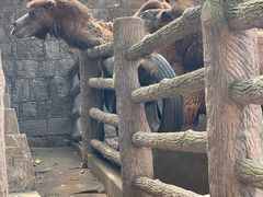 -昆明动物园