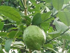 -南通洲际绿博园