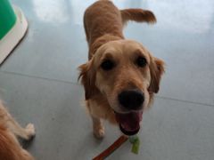 -汪喵宠物医院·骨科心脏影像·犬猫急重症ICU诊疗中心(成华分院)