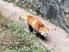-都江堰中华大熊猫苑
