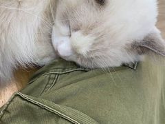 -李小姐の猫咖啡馆(五角场店)
