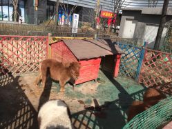 -萌宠亲子动物乐园(槐房万达店)