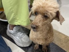 -芭比堂动物医院(广州爱宠下渡路分院)