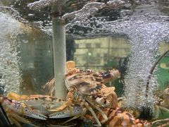 -海之鲜大排档(东山海鲜金銮湾店)