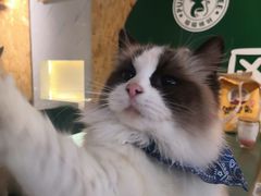 -喵喵咪呀布偶猫咖(春熙路店)