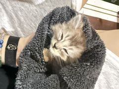 -楼上猫咖(罗湖店)