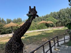 -北京野生动物园