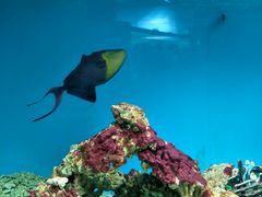 -北戴河圣蓝海洋公园