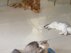 -平行世界·猫咖(首经贸店)