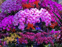 -朝来春花卉市场
